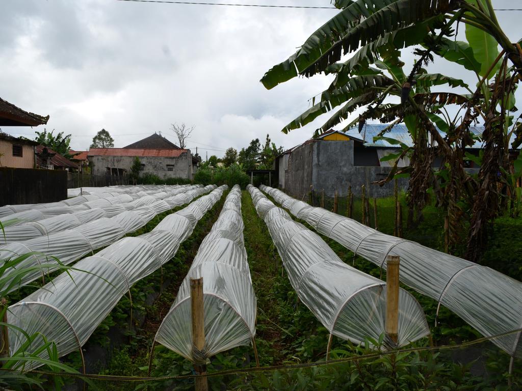 Dajan Buyan Homestay Bedugul  Luaran gambar